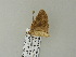  ( - BC ZSM Lep 62170)  @12 [ ] CreativeCommons - Attribution Non-Commercial Share-Alike (2012) Axel Hausmann/Bavarian State Collection of Zoology (ZSM) SNSB, Zoologische Staatssammlung Muenchen