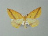  (Epigynopteryx BOLD:AAN0639 - BC ZSM Lep 62174)  @14 [ ] CreativeCommons - Attribution Non-Commercial Share-Alike (2012) Axel Hausmann/Bavarian State Collection of Zoology (ZSM) SNSB, Zoologische Staatssammlung Muenchen