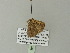 ( - BC ZSM Lep 62176)  @12 [ ] CreativeCommons - Attribution Non-Commercial Share-Alike (2012) Axel Hausmann/Bavarian State Collection of Zoology (ZSM) SNSB, Zoologische Staatssammlung Muenchen
