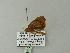  ( - BC ZSM Lep 62178)  @12 [ ] CreativeCommons - Attribution Non-Commercial Share-Alike (2012) Axel Hausmann/Bavarian State Collection of Zoology (ZSM) SNSB, Zoologische Staatssammlung Muenchen