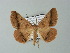 ( - BC ZSM Lep 62186)  @14 [ ] CreativeCommons - Attribution Non-Commercial Share-Alike (2012) Axel Hausmann/Bavarian State Collection of Zoology (ZSM) SNSB, Zoologische Staatssammlung Muenchen