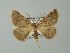  ( - BC ZSM Lep 62192)  @13 [ ] CreativeCommons - Attribution Non-Commercial Share-Alike (2012) Axel Hausmann/Bavarian State Collection of Zoology (ZSM) SNSB, Zoologische Staatssammlung Muenchen