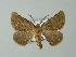  ( - BC ZSM Lep 62193)  @14 [ ] CreativeCommons - Attribution Non-Commercial Share-Alike (2012) Axel Hausmann/Bavarian State Collection of Zoology (ZSM) SNSB, Zoologische Staatssammlung Muenchen