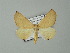  ( - BC ZSM Lep 62195)  @13 [ ] CreativeCommons - Attribution Non-Commercial Share-Alike (2012) Axel Hausmann/Bavarian State Collection of Zoology (ZSM) SNSB, Zoologische Staatssammlung Muenchen