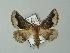  ( - BC ZSM Lep 62198)  @13 [ ] CreativeCommons - Attribution Non-Commercial Share-Alike (2012) Axel Hausmann/Bavarian State Collection of Zoology (ZSM) SNSB, Zoologische Staatssammlung Muenchen