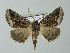  ( - BC ZSM Lep 62200)  @12 [ ] CreativeCommons - Attribution Non-Commercial Share-Alike (2012) Axel Hausmann/Bavarian State Collection of Zoology (ZSM) SNSB, Zoologische Staatssammlung Muenchen