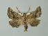  (Axiodes parva - BC ZSM Lep 62201)  @13 [ ] CreativeCommons - Attribution Non-Commercial Share-Alike (2012) Axel Hausmann/Bavarian State Collection of Zoology (ZSM) SNSB, Zoologische Staatssammlung Muenchen