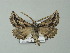 ( - BC ZSM Lep 62202)  @13 [ ] CreativeCommons - Attribution Non-Commercial Share-Alike (2012) Axel Hausmann/Bavarian State Collection of Zoology (ZSM) SNSB, Zoologische Staatssammlung Muenchen