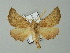  ( - BC ZSM Lep 62203)  @14 [ ] CreativeCommons - Attribution Non-Commercial Share-Alike (2012) Axel Hausmann/Bavarian State Collection of Zoology (ZSM) SNSB, Zoologische Staatssammlung Muenchen