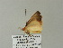  (Mauna AH03Za - BC ZSM Lep 62207)  @12 [ ] CreativeCommons - Attribution Non-Commercial Share-Alike (2012) Axel Hausmann/Bavarian State Collection of Zoology (ZSM) SNSB, Zoologische Staatssammlung Muenchen