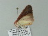  ( - BC ZSM Lep 62211)  @13 [ ] CreativeCommons - Attribution Non-Commercial Share-Alike (2012) Axel Hausmann/Bavarian State Collection of Zoology (ZSM) SNSB, Zoologische Staatssammlung Muenchen