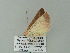  ( - BC ZSM Lep 62213)  @12 [ ] CreativeCommons - Attribution Non-Commercial Share-Alike (2012) Axel Hausmann/Bavarian State Collection of Zoology (ZSM) SNSB, Zoologische Staatssammlung Muenchen