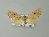  ( - BC ZSM Lep 62219)  @14 [ ] CreativeCommons - Attribution Non-Commercial Share-Alike (2012) Axel Hausmann/Bavarian State Collection of Zoology (ZSM) SNSB, Zoologische Staatssammlung Muenchen
