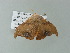  ( - BC ZSM Lep 62272)  @12 [ ] CreativeCommons - Attribution Non-Commercial Share-Alike (2012) Axel Hausmann/Bavarian State Collection of Zoology (ZSM) SNSB, Zoologische Staatssammlung Muenchen