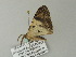  ( - BC ZSM Lep 62286)  @12 [ ] CreativeCommons - Attribution Non-Commercial Share-Alike (2012) Axel Hausmann/Bavarian State Collection of Zoology (ZSM) SNSB, Zoologische Staatssammlung Muenchen