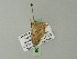  ( - BC ZSM Lep 62291)  @12 [ ] CreativeCommons - Attribution Non-Commercial Share-Alike (2012) Axel Hausmann/Bavarian State Collection of Zoology (ZSM) SNSB, Zoologische Staatssammlung Muenchen