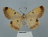  ( - BC ZSM Lep 62295)  @11 [ ] CreativeCommons - Attribution Non-Commercial Share-Alike (2020) SNSB, Staatliche Naturwissenschaftliche Sammlungen Bayerns ZSM (SNSB, Zoologische Staatssammlung Muenchen)