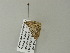  ( - BC ZSM Lep 62320)  @12 [ ] CreativeCommons - Attribution Non-Commercial Share-Alike (2012) Axel Hausmann/Bavarian State Collection of Zoology (ZSM) SNSB, Zoologische Staatssammlung Muenchen