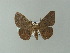  ( - BC ZSM Lep 62337)  @14 [ ] CreativeCommons - Attribution Non-Commercial Share-Alike (2012) Axel Hausmann/Bavarian State Collection of Zoology (ZSM) SNSB, Zoologische Staatssammlung Muenchen
