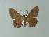  ( - BC ZSM Lep 62338)  @14 [ ] CreativeCommons - Attribution Non-Commercial Share-Alike (2012) Axel Hausmann/Bavarian State Collection of Zoology (ZSM) SNSB, Zoologische Staatssammlung Muenchen