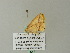  ( - BC ZSM Lep 62342)  @12 [ ] CreativeCommons - Attribution Non-Commercial Share-Alike (2012) Axel Hausmann/Bavarian State Collection of Zoology (ZSM) SNSB, Zoologische Staatssammlung Muenchen