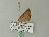  ( - BC ZSM Lep 62352)  @12 [ ] CreativeCommons - Attribution Non-Commercial Share-Alike (2012) Axel Hausmann/Bavarian State Collection of Zoology (ZSM) SNSB, Zoologische Staatssammlung Muenchen