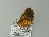  ( - BC ZSM Lep 62361)  @12 [ ] CreativeCommons - Attribution Non-Commercial Share-Alike (2012) Axel Hausmann/Bavarian State Collection of Zoology (ZSM) SNSB, Zoologische Staatssammlung Muenchen
