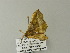  ( - BC ZSM Lep 62363)  @12 [ ] CreativeCommons - Attribution Non-Commercial Share-Alike (2012) Axel Hausmann/Bavarian State Collection of Zoology (ZSM) SNSB, Zoologische Staatssammlung Muenchen