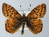  (Boloria pales - BC ZSM Lep 62382)  @15 [ ] CreativeCommons - Attribution Non-Commercial Share-Alike (2012) Axel Hausmann/Bavarian State Collection of Zoology (ZSM) SNSB, Zoologische Staatssammlung Muenchen