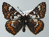  ( - BC ZSM Lep 62384)  @14 [ ] CreativeCommons - Attribution Non-Commercial Share-Alike (2012) Axel Hausmann/Bavarian State Collection of Zoology (ZSM) SNSB, Zoologische Staatssammlung Muenchen