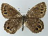  ( - BC ZSM Lep 62385)  @14 [ ] CreativeCommons - Attribution Non-Commercial Share-Alike (2012) Axel Hausmann/Bavarian State Collection of Zoology (ZSM) SNSB, Zoologische Staatssammlung Muenchen