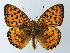  ( - BC ZSM Lep 62387)  @14 [ ] CreativeCommons - Attribution Non-Commercial Share-Alike (2012) Axel Hausmann/Bavarian State Collection of Zoology (ZSM) SNSB, Zoologische Staatssammlung Muenchen