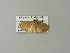  ( - BC ZSM Lep 62434)  @12 [ ] CreativeCommons - Attribution Non-Commercial Share-Alike (2012) Axel Hausmann/Bavarian State Collection of Zoology (ZSM) SNSB, Zoologische Staatssammlung Muenchen