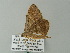  ( - BC ZSM Lep 62435)  @12 [ ] CreativeCommons - Attribution Non-Commercial Share-Alike (2012) Axel Hausmann/Bavarian State Collection of Zoology (ZSM) SNSB, Zoologische Staatssammlung Muenchen