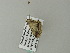  ( - BC ZSM Lep 62447)  @12 [ ] CreativeCommons - Attribution Non-Commercial Share-Alike (2012) Axel Hausmann/Bavarian State Collection of Zoology (ZSM) SNSB, Zoologische Staatssammlung Muenchen