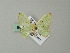 (Comibaena AH01Ml - BC ZSM Lep 62468)  @14 [ ] CreativeCommons - Attribution Non-Commercial Share-Alike (2012) Axel Hausmann/Bavarian State Collection of Zoology (ZSM) SNSB, Zoologische Staatssammlung Muenchen