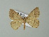  ( - BC ZSM Lep 62490)  @14 [ ] CreativeCommons - Attribution Non-Commercial Share-Alike (2012) Axel Hausmann/Bavarian State Collection of Zoology (ZSM) SNSB, Zoologische Staatssammlung Muenchen