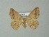  ( - BC ZSM Lep 62492)  @13 [ ] CreativeCommons - Attribution Non-Commercial Share-Alike (2012) Axel Hausmann/Bavarian State Collection of Zoology (ZSM) SNSB, Zoologische Staatssammlung Muenchen