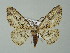  ( - BC ZSM Lep 62500)  @14 [ ] CreativeCommons - Attribution Non-Commercial Share-Alike (2012) Axel Hausmann/Bavarian State Collection of Zoology (ZSM) SNSB, Zoologische Staatssammlung Muenchen