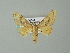  ( - BC ZSM Lep 62508)  @13 [ ] CreativeCommons - Attribution Non-Commercial Share-Alike (2012) Axel Hausmann/Bavarian State Collection of Zoology (ZSM) SNSB, Zoologische Staatssammlung Muenchen