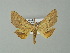  ( - BC ZSM Lep 62511)  @11 [ ] CreativeCommons - Attribution Non-Commercial Share-Alike (2012) Axel Hausmann/Bavarian State Collection of Zoology (ZSM) SNSB, Zoologische Staatssammlung Muenchen