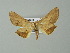  ( - BC ZSM Lep 62512)  @13 [ ] CreativeCommons - Attribution Non-Commercial Share-Alike (2012) Axel Hausmann/Bavarian State Collection of Zoology (ZSM) SNSB, Zoologische Staatssammlung Muenchen