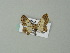  (Zamarada AH02Ml - BC ZSM Lep 62514)  @12 [ ] CreativeCommons - Attribution Non-Commercial Share-Alike (2012) Axel Hausmann/Bavarian State Collection of Zoology (ZSM) SNSB, Zoologische Staatssammlung Muenchen