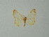  (Zamarada AH03Ml - BC ZSM Lep 62515)  @13 [ ] CreativeCommons - Attribution Non-Commercial Share-Alike (2012) Axel Hausmann/Bavarian State Collection of Zoology (ZSM) SNSB, Zoologische Staatssammlung Muenchen