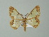  (Zamarada AH04Ml - BC ZSM Lep 62516)  @12 [ ] CreativeCommons - Attribution Non-Commercial Share-Alike (2012) Axel Hausmann/Bavarian State Collection of Zoology (ZSM) SNSB, Zoologische Staatssammlung Muenchen