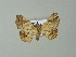  ( - BC ZSM Lep 62519)  @13 [ ] CreativeCommons - Attribution Non-Commercial Share-Alike (2012) Axel Hausmann/Bavarian State Collection of Zoology (ZSM) SNSB, Zoologische Staatssammlung Muenchen