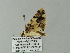  ( - BC ZSM Lep 62523)  @12 [ ] CreativeCommons - Attribution Non-Commercial Share-Alike (2012) Axel Hausmann/Bavarian State Collection of Zoology (ZSM) SNSB, Zoologische Staatssammlung Muenchen
