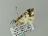  ( - BC ZSM Lep 62525)  @12 [ ] CreativeCommons - Attribution Non-Commercial Share-Alike (2012) Axel Hausmann/Bavarian State Collection of Zoology (ZSM) SNSB, Zoologische Staatssammlung Muenchen