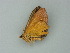  ( - BC ZSM Lep 62544)  @12 [ ] CreativeCommons - Attribution Non-Commercial Share-Alike (2012) Axel Hausmann/Bavarian State Collection of Zoology (ZSM) SNSB, Zoologische Staatssammlung Muenchen