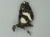  ( - BC ZSM Lep 62554)  @12 [ ] CreativeCommons - Attribution Non-Commercial Share-Alike (2012) Axel Hausmann/Bavarian State Collection of Zoology (ZSM) SNSB, Zoologische Staatssammlung Muenchen